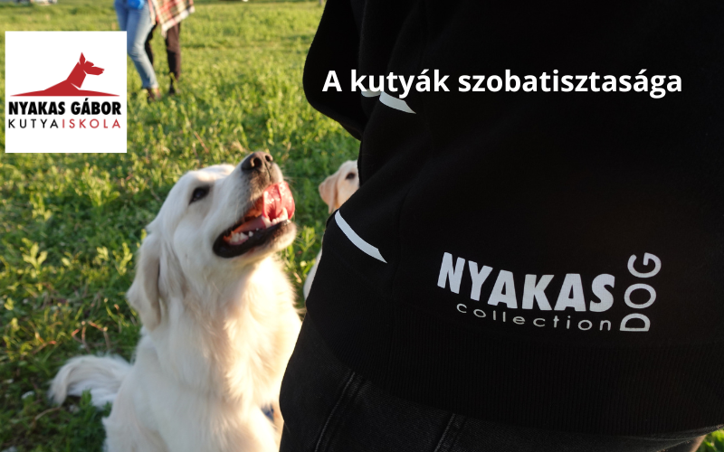 A kutyák szobatisztasága
